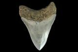 Serrated, Aurora Megalodon Tooth - Beautiful Enamel #95496-2